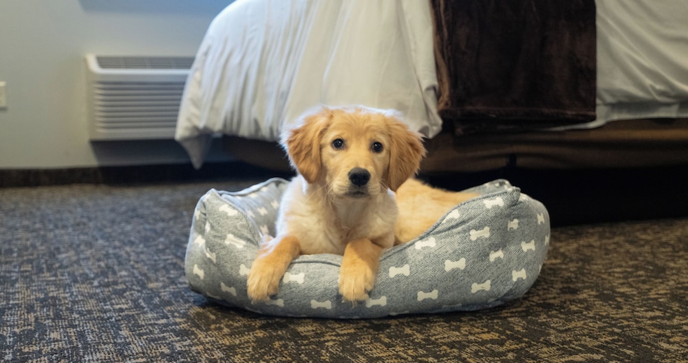 my place hotel randolph vt