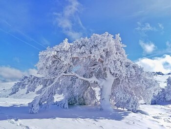 bolu