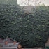 yerevan
