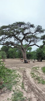mankwe camping