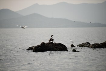 mfangano island lodge
