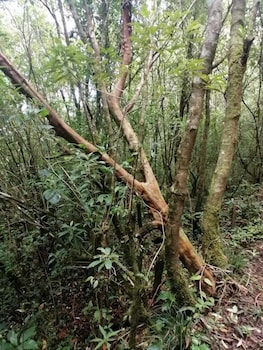 hotel santafe monteverde