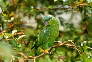 hotel campestre arenal