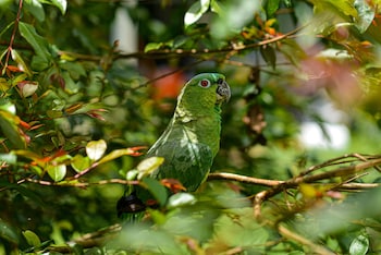 hotel campestre arenal
