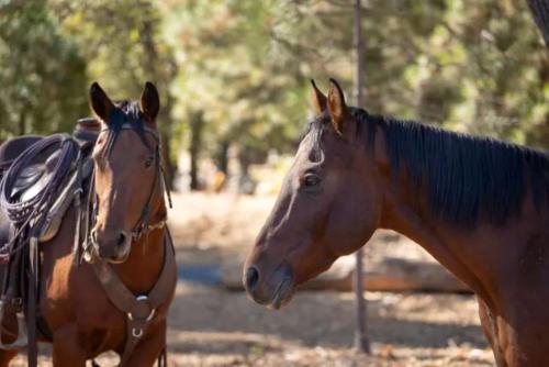 firefall ranch yosemite