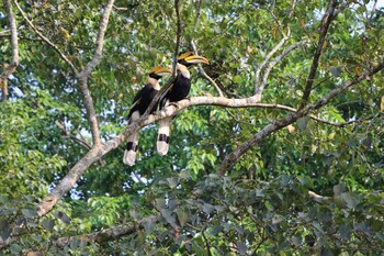 royale de casa resort kaziranga