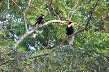 royale de casa resort kaziranga