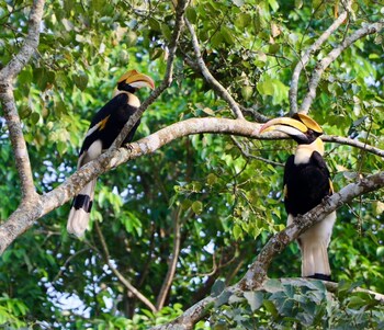 royale de casa resort kaziranga