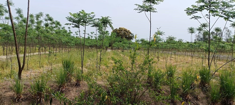 aalia jungle retreat and spa claridges collection