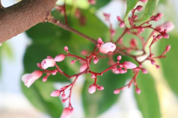 ahha boutique kampot