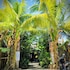 the ohm siargao