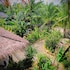 the ohm siargao