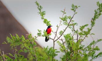 Aardvark Safari Lodge,,3 star