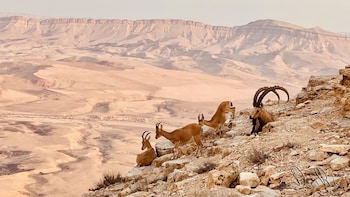 arad