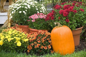 white mountain hotel and resort