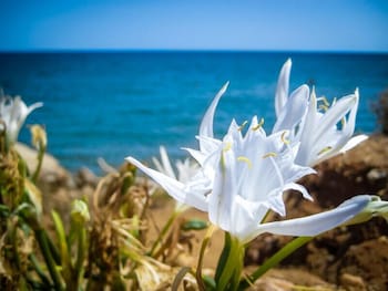loiri porto san paolo