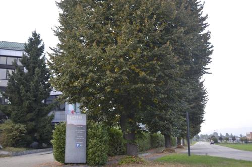 pinerolo
