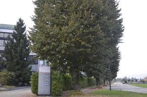 pinerolo