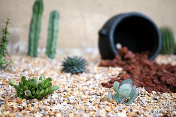 roy inn suites a sacramento midtown