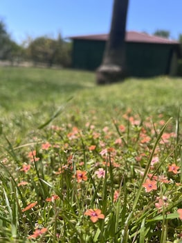 grenadine lodge