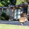 Russell - Orongo Bay Holiday Park,Bay Of Islands>>Ahipara,4 star
