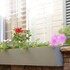 capitola