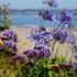 capitola