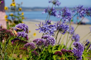 capitola