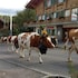 krattigen