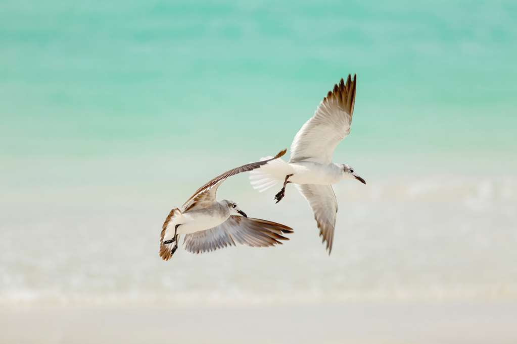 varadero