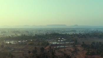 tree of life ramvilas bandhavgarh