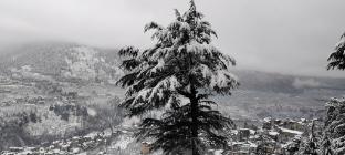 the whitestone inn and suites manali