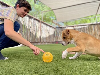 sunrise springs spa resort adults only