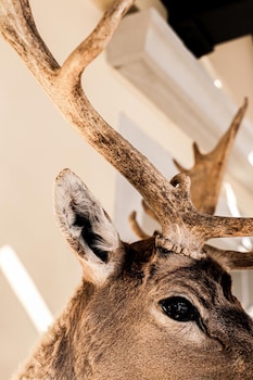 hotel hirschen am see