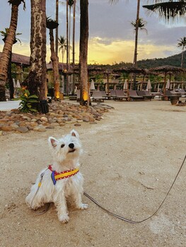 vignette collection dinso resort koh chang