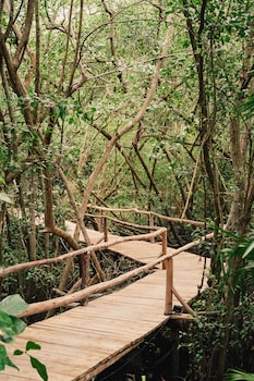 dibulla