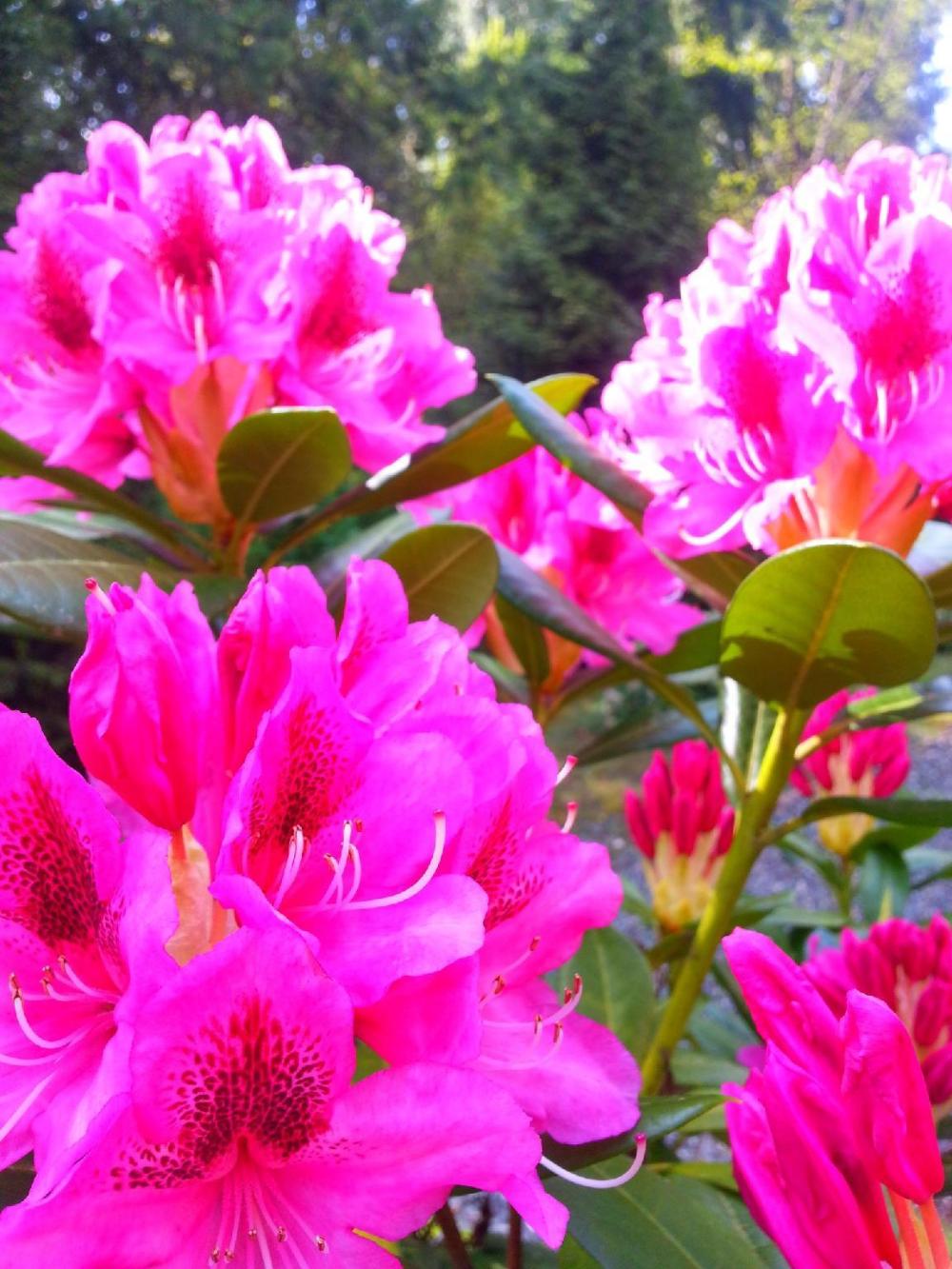 holiday inn express and suites surrey by ihg