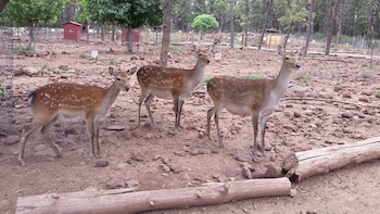 super 8 by wyndham williams west route 66 grand canyon area