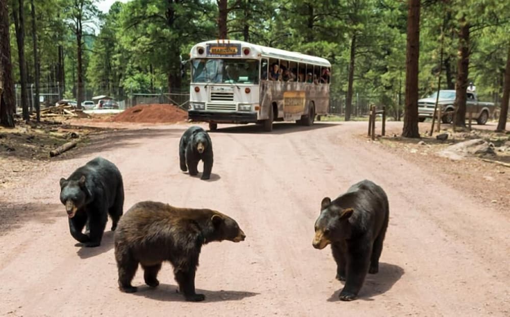 super 8 by wyndham williams west route 66 grand canyon area