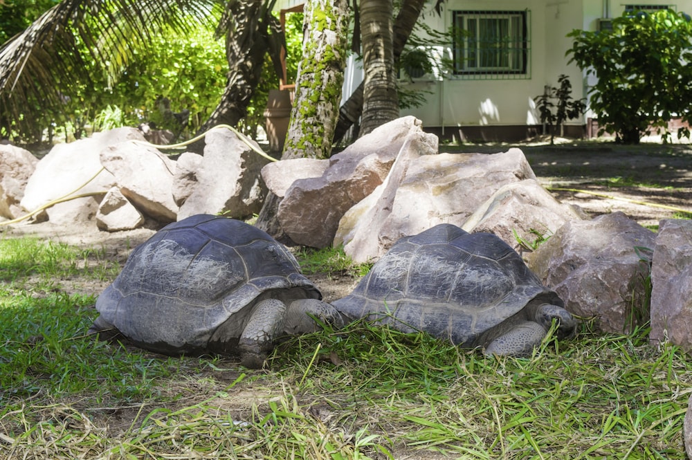 hotel cote dor lodge