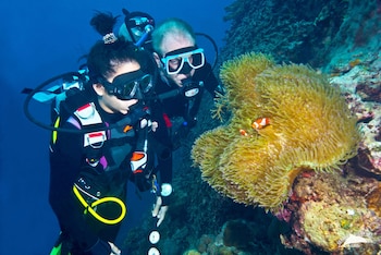 Dolphin House,Near White Beach Moalboal,5 star