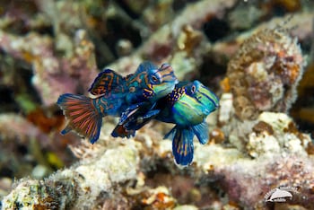 Dolphin House,Near White Beach Moalboal,5 star