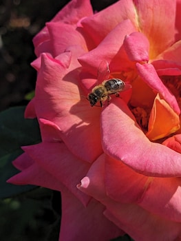 los gatos garden inn hotel