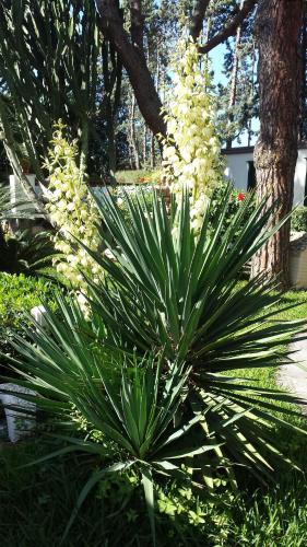 hotel park calitto
