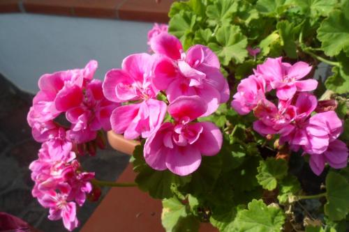hotel park calitto