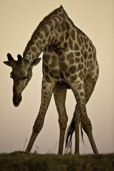 ichingo chobe river lodge