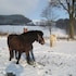 balve