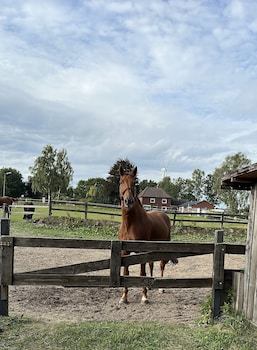 buchholz in der nordheide