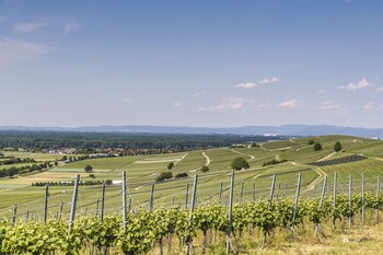 hotel restaurant zum ochsen