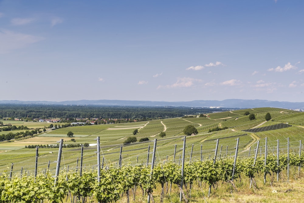 hotel restaurant zum ochsen